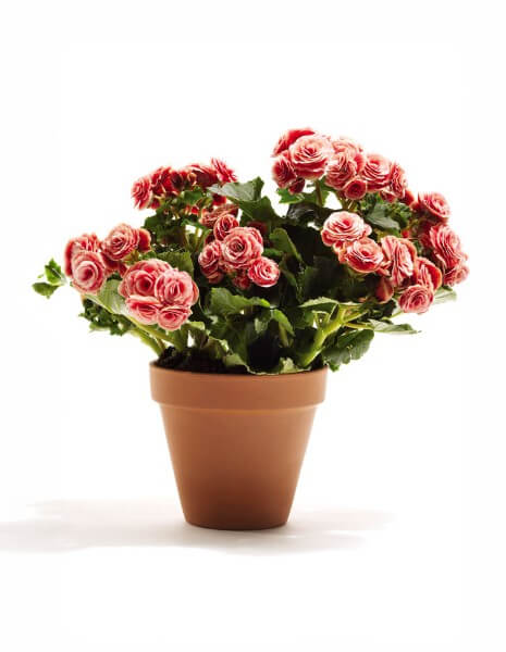 begonia